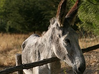 XX, the Giardino Donna Lavia donkey